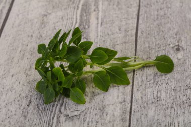 Yeşil fesleğen yaprakları - aromalı bitkiler