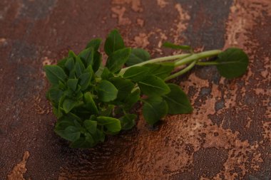 Yeşil fesleğen yaprakları - aromalı bitkiler