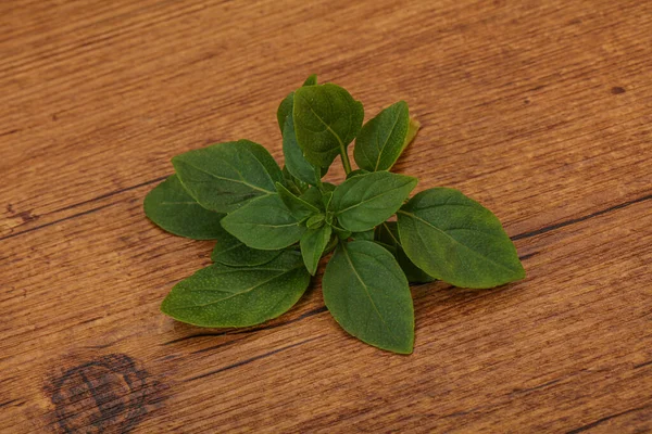 Aroma Bumbu Green Basil Daun Pada Cabang — Stok Foto