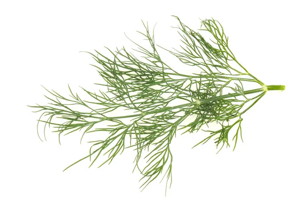 Fresh Green Dill Herb Branch Ready Cooking — Stock Photo, Image