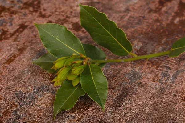 Verde Giovane Aroma Ramo Alloro Sfondo Legno — Foto Stock