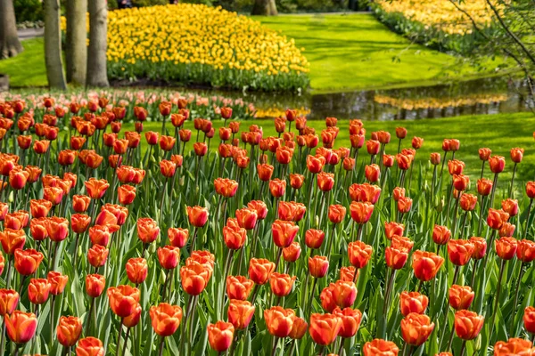 Schöne Blumen — Stockfoto