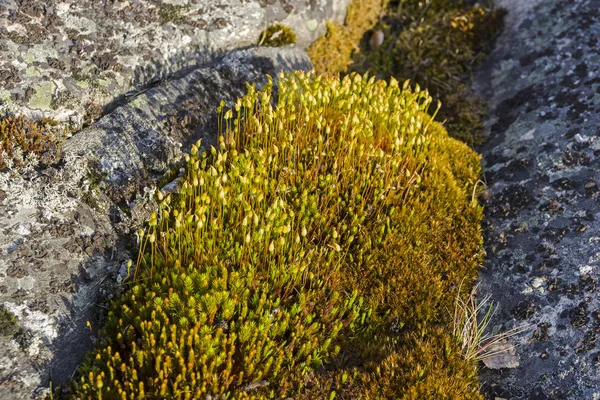 Blossoming moss on a granite rock.