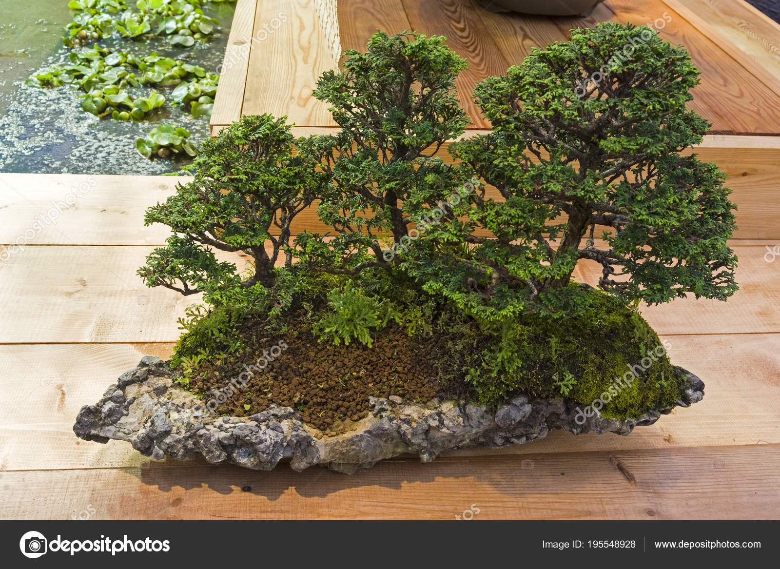 Bonsai tree Japanese cypress — Stock Photo © possum 195548928