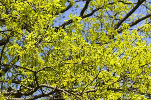 Blooming English oak (Quercus robur), a sunny day in May. — Stock Image Blooming English Oak Quercus Robur Sunny Day May Stock Picture