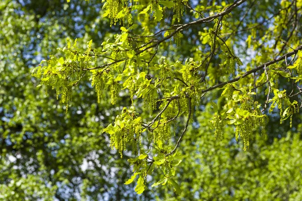 Blooming English oak (Quercus robur), a sunny day in May. — Stock Image Blooming English Oak Quercus Robur Sunny Day May Royalty Free Stock Photos