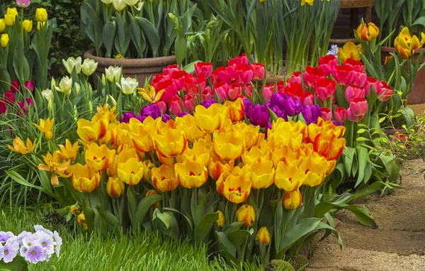 Beautiful bright multi-colored tulips in the greenhouse.