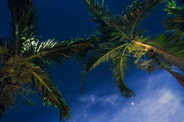 Starlight gece boyunca palmiye ağaçları 