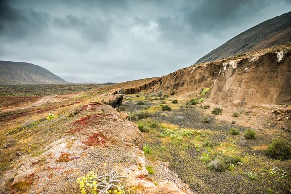 Kleurrijke planten op vulkanische rots terrein — Stockfoto