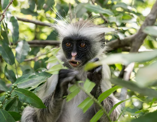 Macaco desgrenhado curioso em uma árvore — Fotografia de Stock