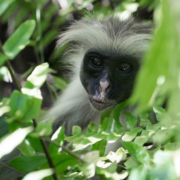 Macaco desgrenhado curioso em uma árvore — Fotografia de Stock