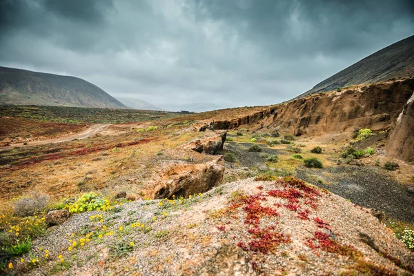 Kleurrijke planten in vulkanische terrein in Lanzarote — Stockfoto