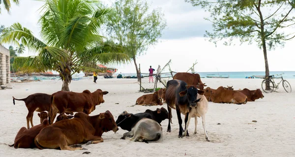 Vacas africanas en una playa — Foto de Stock