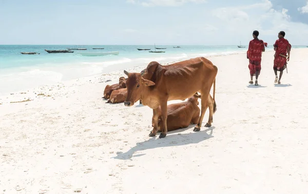 Odpoczynku krów i chodzenia ludzi na Zanzibar beach — Zdjęcie stockowe