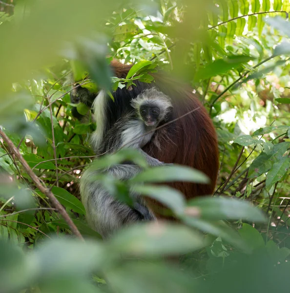 Little face of monkey kid in mother fur — Stock Photo, Image