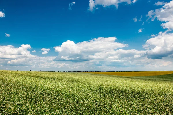 Campo amarelo-verde sob as nuvens — Fotografia de Stock
