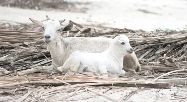 Dos corderos blancos acostados en la caña — Foto de Stock