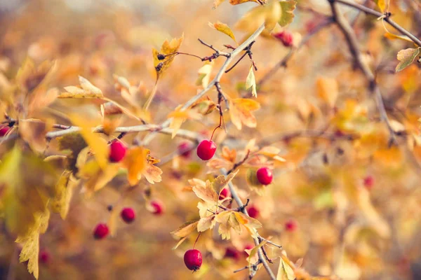 Leuchtend rote Beeren und gelbe Blätter des Weißdorns — Stockfoto