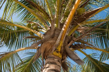 Zanzibar Palm'da yeşil Hindistan cevizleri