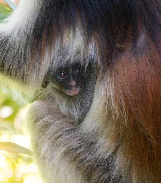 Pequena cara de criança macaco em pele de mãe — Fotografia de Stock