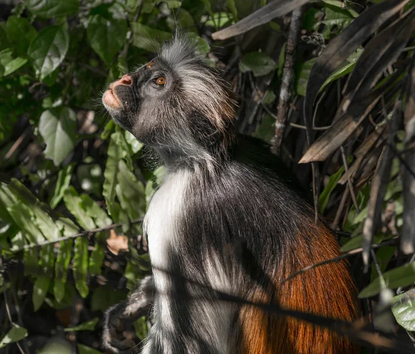 Nyfiken shaggy ape på ett träd i nationalparken Jozani Chwaka Bay — Stockfoto