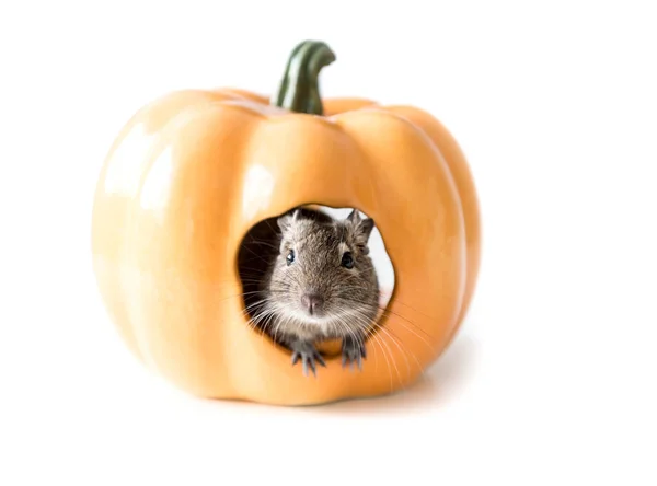 Degu hides in a pumpkin house, closeup — Stock Photo, Image