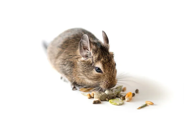 Chilenska degu ekorre äter mellanmål, närbild — Stockfoto