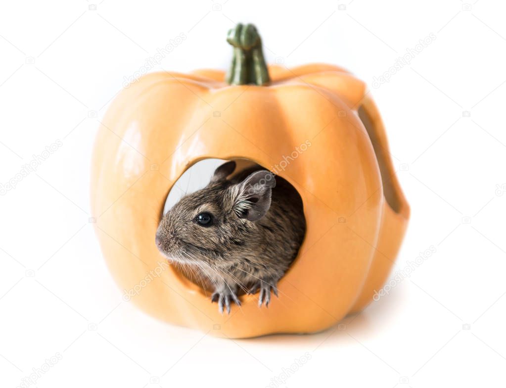 Degu hides in a pumpkin house, closeup