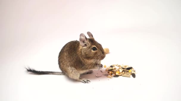 Pequeno esquilo degu chileno tomando café da manhã — Vídeo de Stock