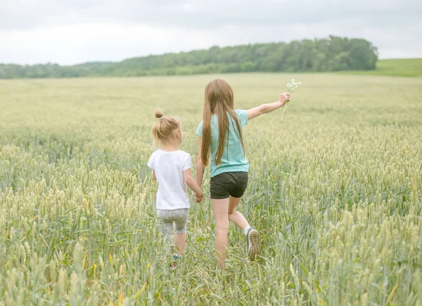 Irmãs caminhando pelo campo, colhendo flores, backshot — Fotografia de Stock