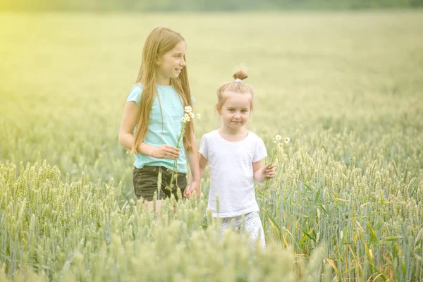 Broers en zussen maken hun weg door het veld van chamomiles — Stockfoto