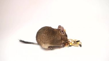 Çok güzel Şili degu sincap bir fıstık yiyor