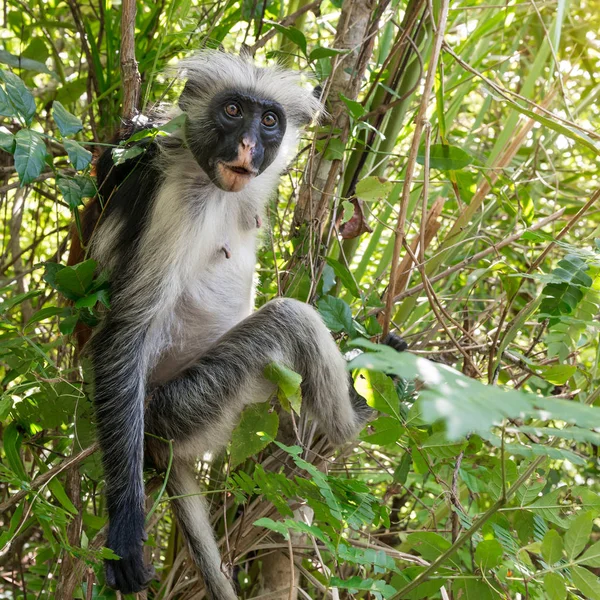 Nyfiken shaggy ape på ett träd i nationalparken Jozani Chwaka Bay — Stockfoto