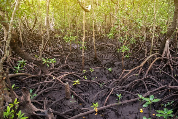 Belo bosque tropical com raízes de árvores no Parque Nacional Jozani Chwaka Bay — Fotografia de Stock