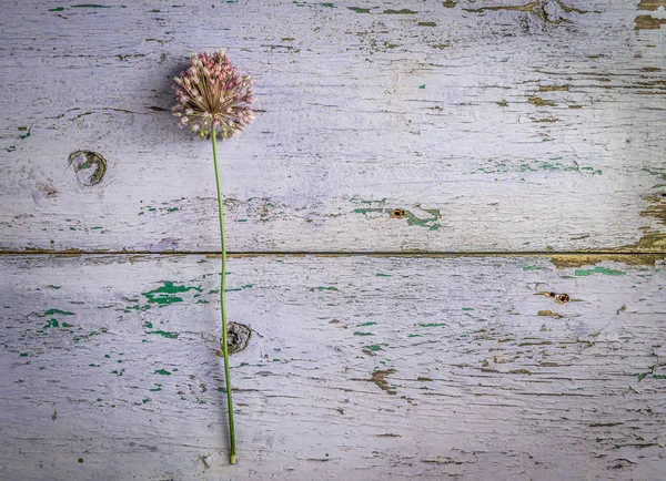 Blomma på bord med vittrade beläggning, topview, copyspace — Stockfoto