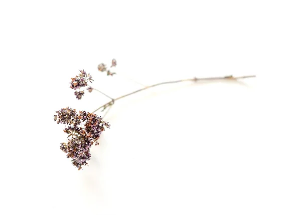 Květiny sušené oregáno — Stock fotografie