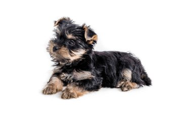 köpek yavrusu york üzerinde beyaz izole.