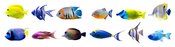 Colección de peces tropicales aislados en blanco — Foto de Stock