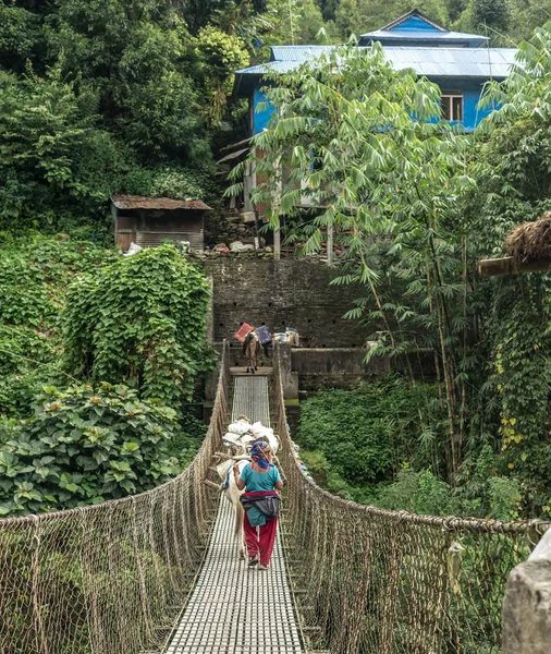 Esel überqueren die Hängebrücke in Anapurna — Stockfoto