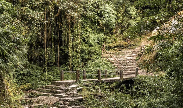 Path in forest. Annapurna circuit, Nepal.