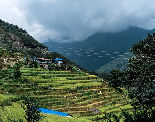 Grünes Tal mit Reisterrassen, Annapurna-Rundweg, Nepal. — Stockfoto