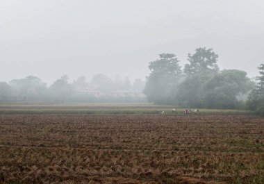Nepal pirinç hasat insanlar.