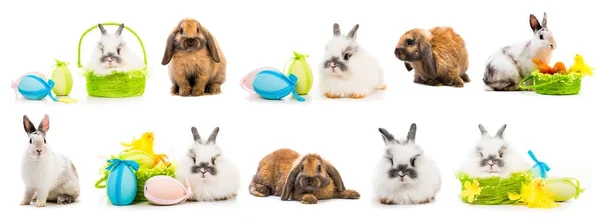 Paskalya resimleri - renkli yumurta ile tavşan — Stok fotoğraf