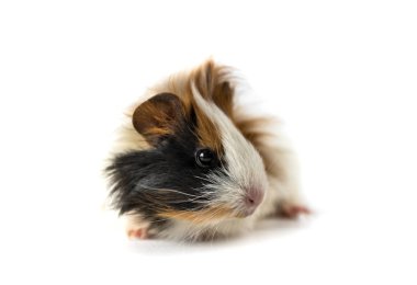 Guinea pig isolated on white background clipart