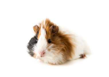 Guinea pig isolated on white background clipart