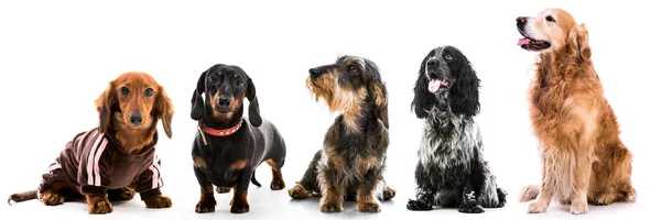 Set photos of dogs  different breeds — Stock Photo, Image