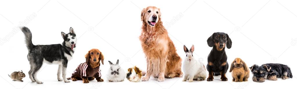 Collage of pets isolated on white background