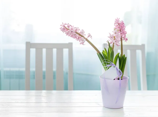 Rosa hyacint blommor växt med gratulationskort — Stockfoto