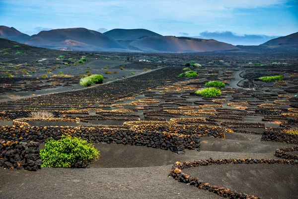 Vineyards in La Geria, — Stock Photo, Image