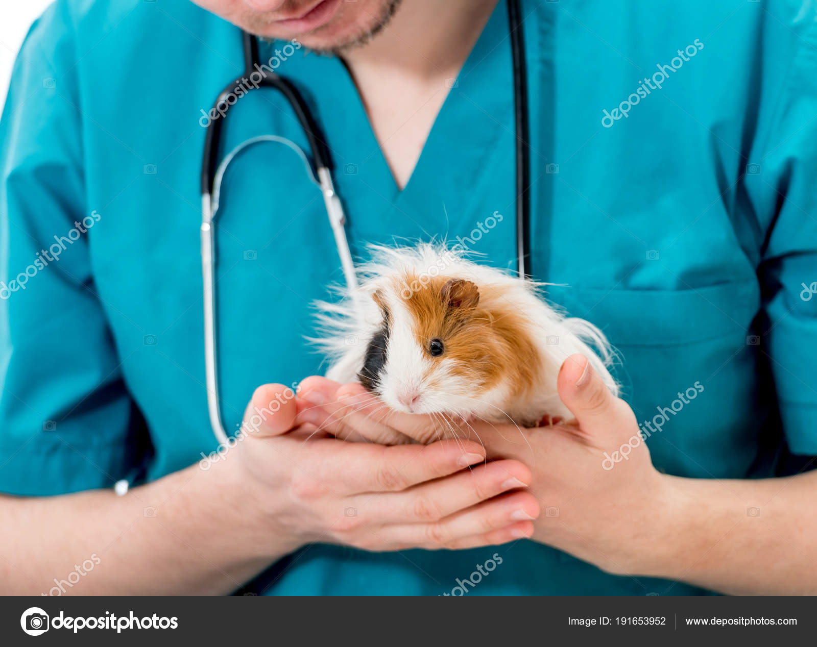 Dokter hewan memegang marmut di — Foto Stok © tan4ikk